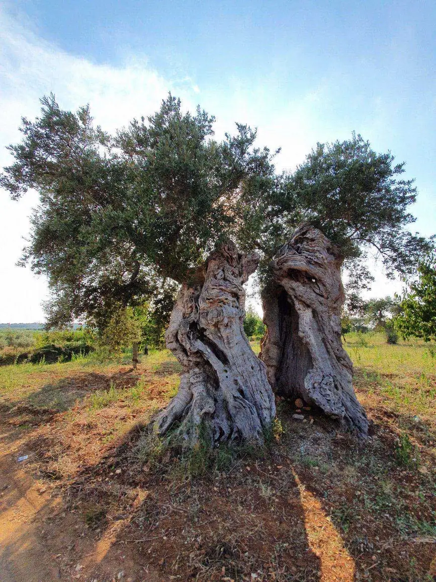 A centuries-old olive tree in the Puglian countryside