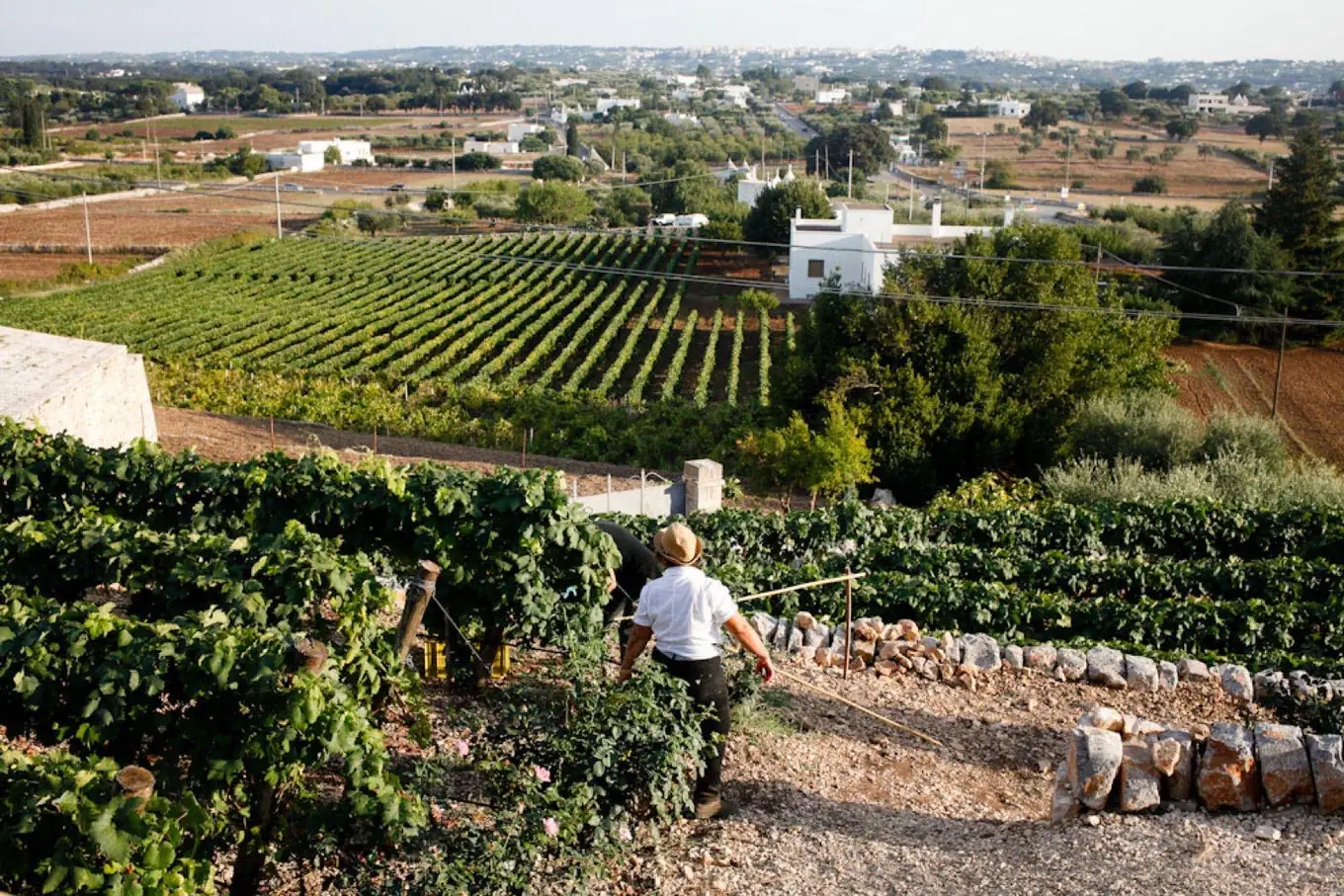 View over the vineyards from Locorotondo in the Valle d’Itria, Puglia